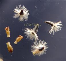  Disc Cypselae
